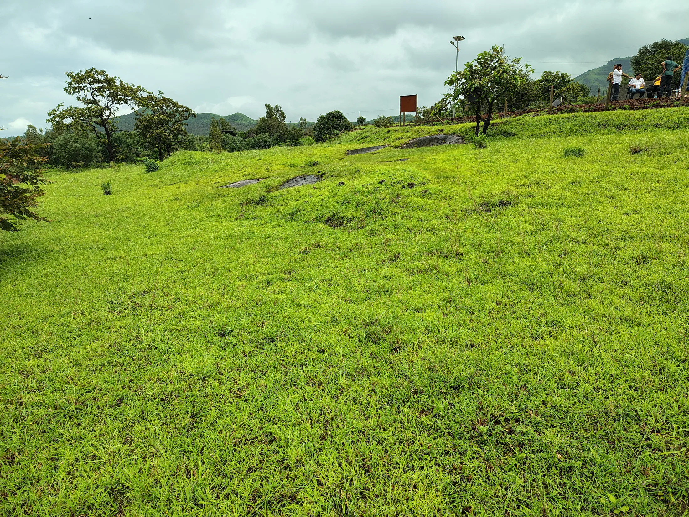 Grassy meadow and trees at the site